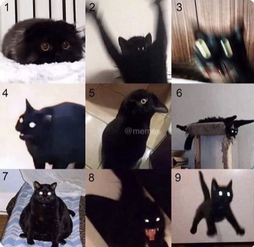 ShouldHaveCat's tweet photo. which cat are you? https://t.co/r99z0SciDT