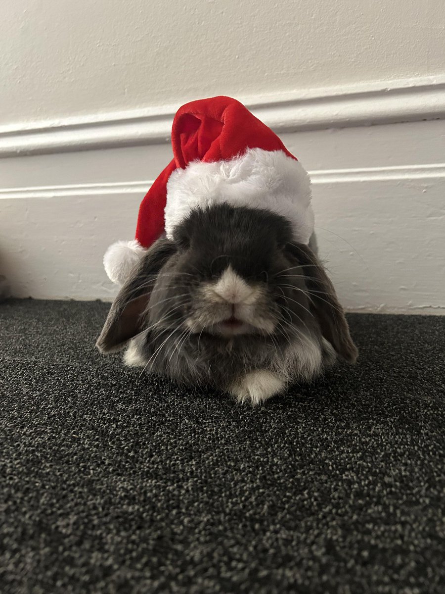 Pancake says Merry Christmas, say it back 😠
