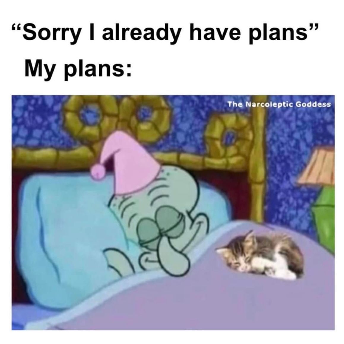 PostsOfCats's tweet image. 