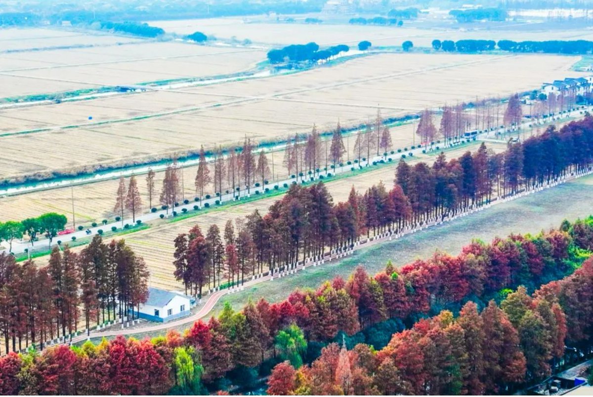 Crystal clear icicles🧊, foraging birds🐦, the lush red sequoia trees🍂... The vibrant and colorful scenery around Dianshan lake in #Kunshan paints a picture of #winter magic. #BeautifulKunshan