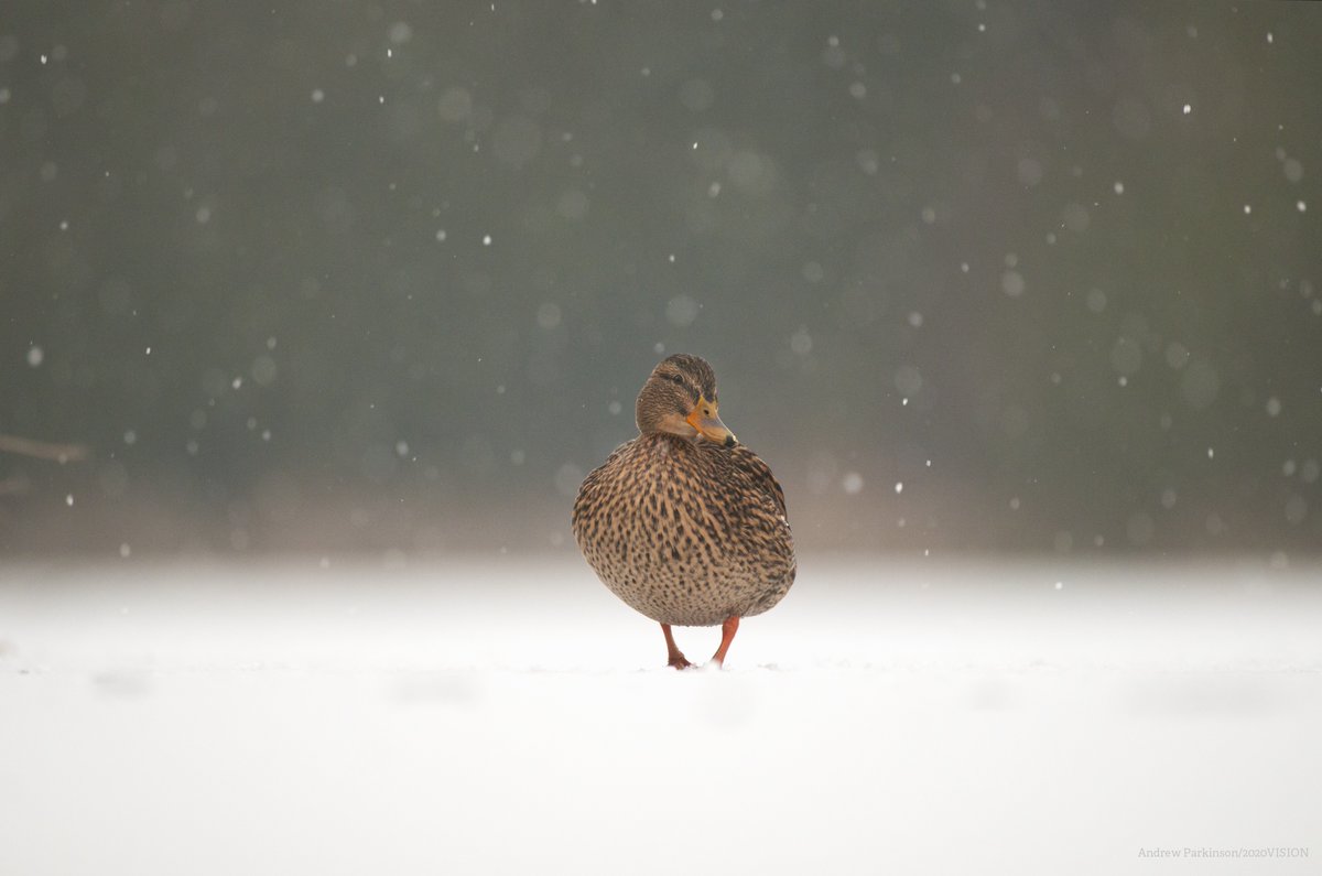 Merry Christmas from The Wildlife Trusts - here's Christmas quacker to celebrate 🦆🎄