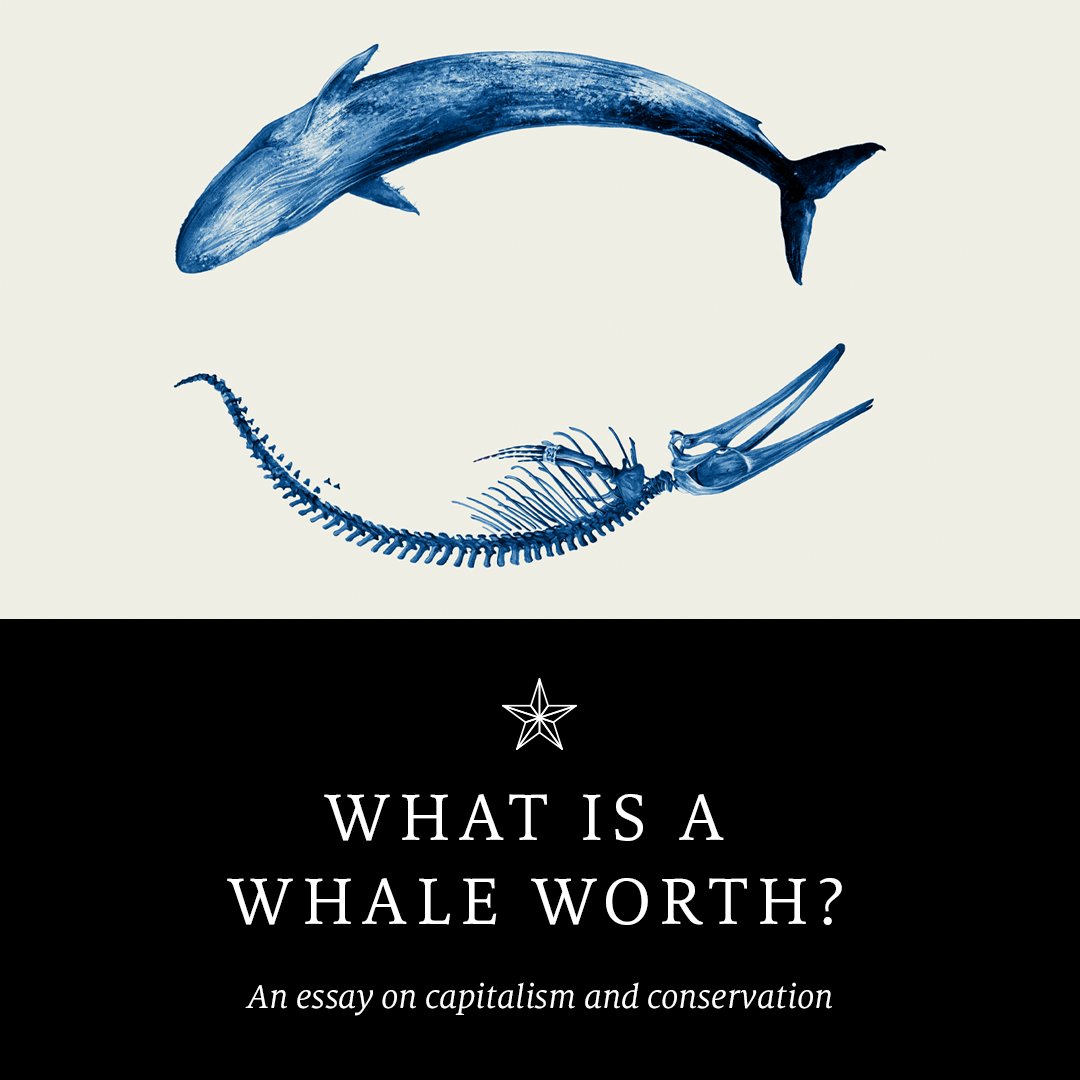 What is a whale worth? Is it the price its fat can be sold for, or its value to the ecosystem? Can you tally up the joy in seeing the creatures break the ocean’s surface? econ.st/48ahe4L

Illustration: Kate Copeland