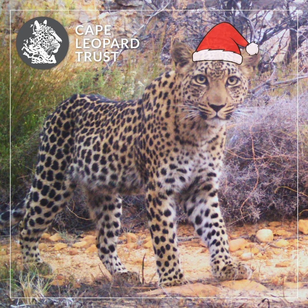 CapeLeopardTrst's tweet photo. Merry Christmas from the @Cape_Leopard Trust team!🎅🎄 Wishes for a happy, healthy and restful festive season – may your holidays be filled with sunny days enjoying the outdoors and connecting with #nature! 

#merryxmas🎄 #xmaswishes #christmaswishes #christmasleopard https://t.co/uG949Bcbjf