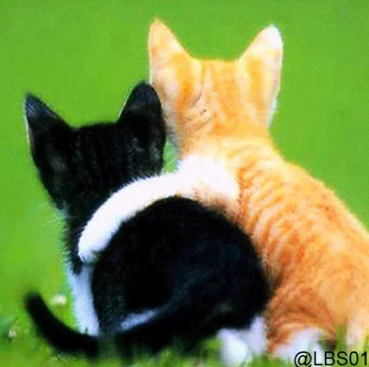 ₿REAKOUT ₿EAST 🇮🇳 tweet media