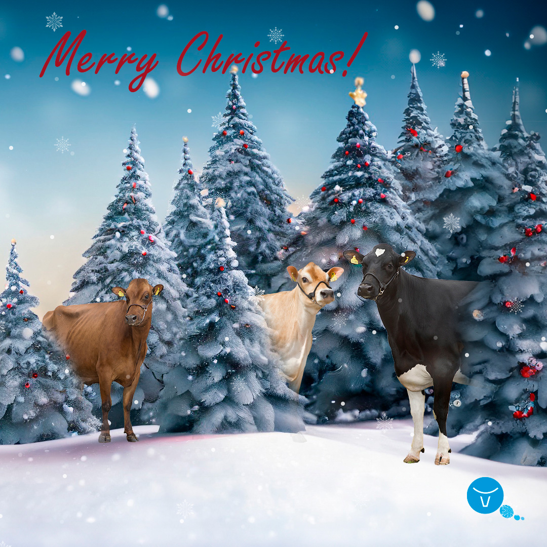 Merry Christmas from all of us at VikingGenetics! 🐄🎄
We hope you have a wonderful holiday period surrounded by loved ones.

P.S. Tell your cows to leave a glass of milk for Santa! 🥛 🎅