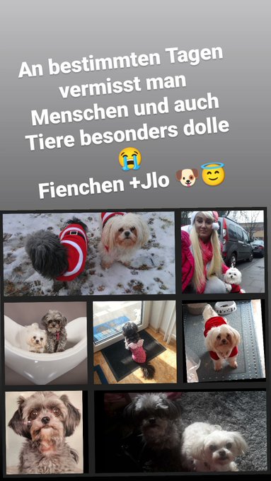 Ich vermisse meine beiden stinker die mich jeder f&uuml;r sich ein Teil meines Lebens begleitet haben 😭🐶 #missyou<a href="/tag/missyou"class="tags"><span>#missyou</span></a><a href="/tag/dogs"class="tags"><span>#dogs</span></a><a href="/tag/ilovemydogs"class="tags"><span>#ilovemydogs</span></a><a href="/tag/engel"class="tags"><span>#engel</span></a><a href="/tag/vermisseeuch"class="tags"><span>#vermisseeuch</span></a>