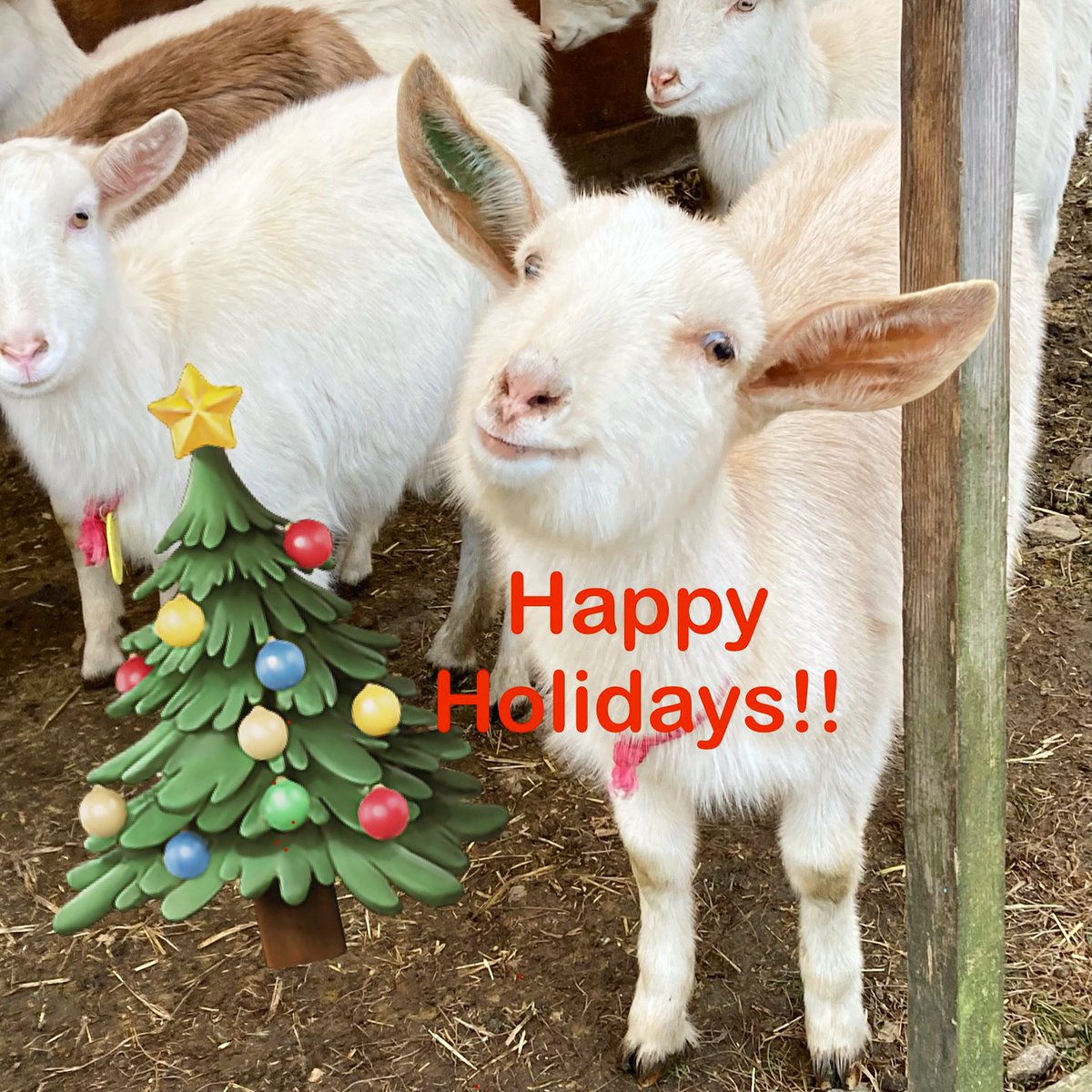 LaniGoat's tweet photo. 素敵なクリスマスを🎄
#goat #farm #goatcheese #cheese #chevre #naturalcheese #nagano #nagiso #shinsyu #maukalanigoatfarm #hawaiianstyle #ヤギ #チーズ #シェーブル #ナチュラルチーズ #ファーム #牧場 #南木曽 #信州 #マウカラニゴートファーム #ヤギスタグラム #happyholidays #christmas https://t.co/mX8z9WoBfB