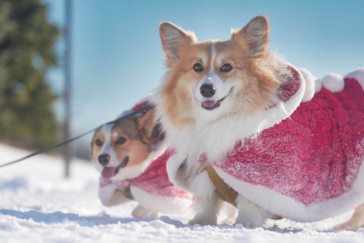 mocosuke1106's tweet image. 恥ずかしさと引き換えに勇気を振り絞ってサンタコスプレで散歩したら最高の笑顔が撮れました🎅📷

#コーギー #corgi #sel70200g2