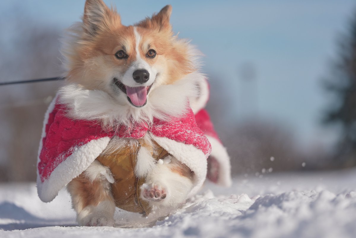 mocosuke1106's tweet image. 恥ずかしさと引き換えに勇気を振り絞ってサンタコスプレで散歩したら最高の笑顔が撮れました🎅📷

#コーギー #corgi #sel70200g2