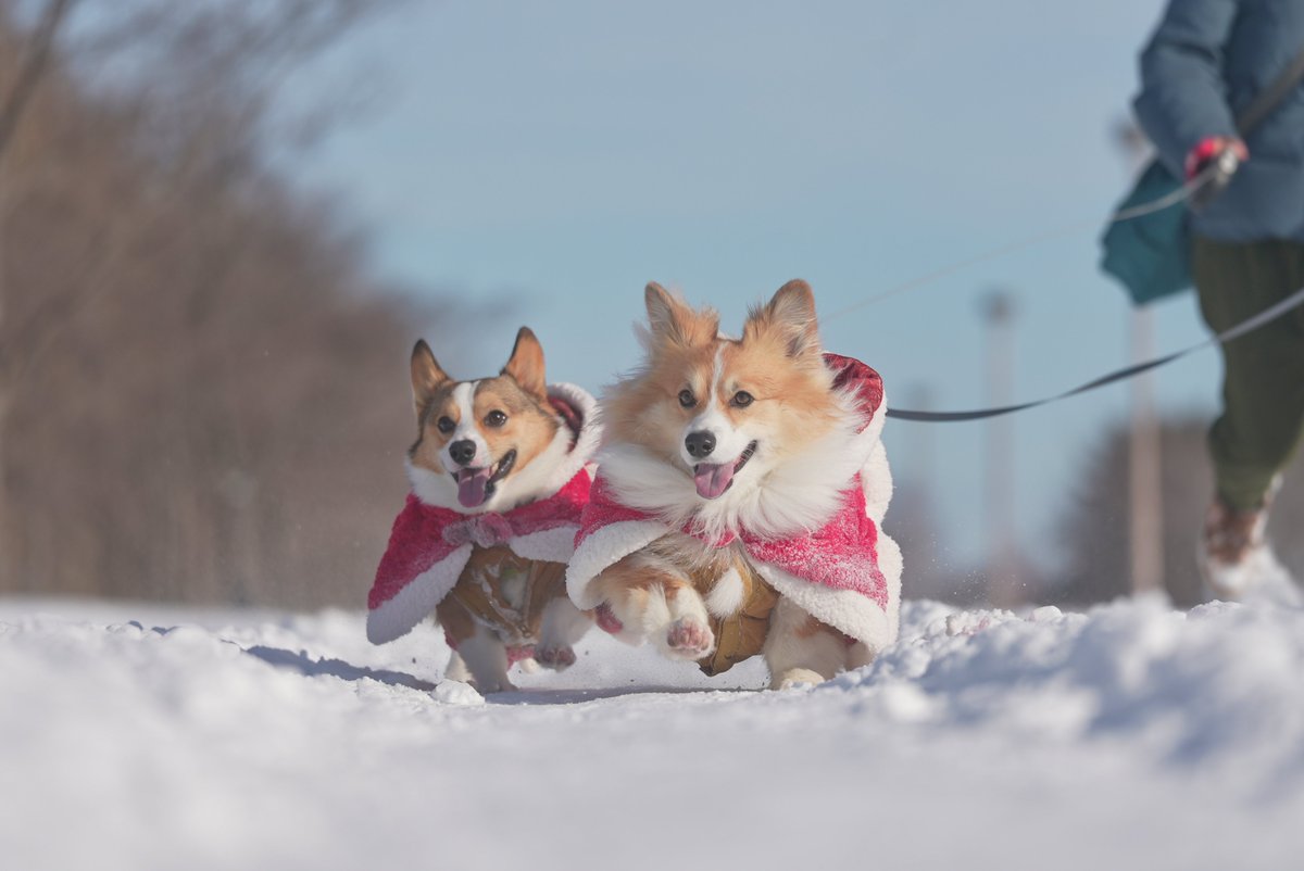 mocosuke1106's tweet image. 恥ずかしさと引き換えに勇気を振り絞ってサンタコスプレで散歩したら最高の笑顔が撮れました🎅📷

#コーギー #corgi #sel70200g2