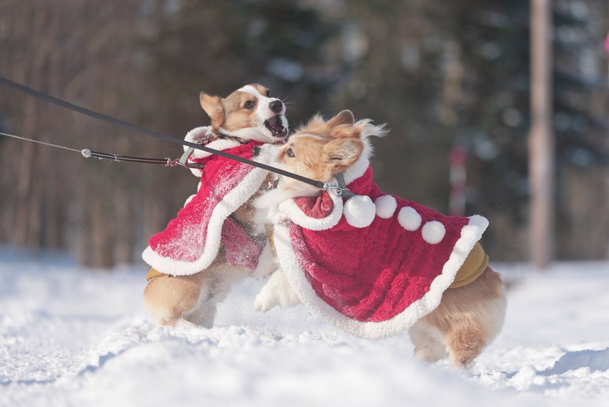 mocosuke1106's tweet image. 恥ずかしさと引き換えに勇気を振り絞ってサンタコスプレで散歩したら最高の笑顔が撮れました🎅📷

#コーギー #corgi #sel70200g2