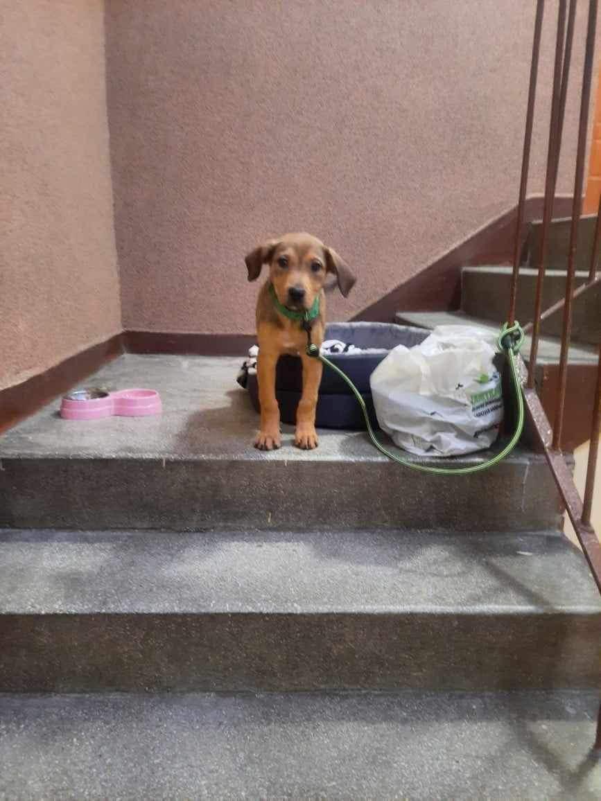 Podejrzewam, że nietrafiony prezent pod choinkę.💔 
Znajdźmy mu odpowiedzialny dom i kochających ludzi.
Proszę o RT🙏

„Pies przywiązany na klatce schodowej z wyprawką.

Tomaszów Mazowiecki, ulica Polna, Wigilia.

Nie mam słów, chcę tylko napisać, że jeśli ktoś kojarzy