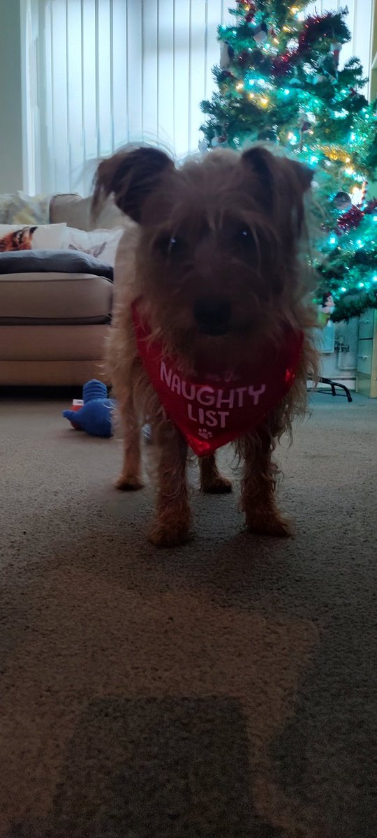 jamificus's tweet photo. Merry Christmas to all 🥰 https://t.co/dw3bokWLgR