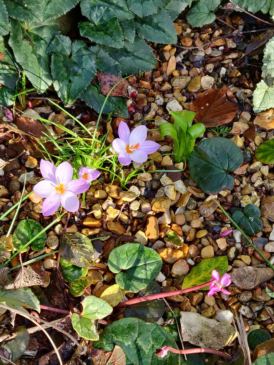 JohnMartin82's tweet photo. At this time of Solstice a little winter sun brings forth winter gems . Merry Christmas to all @AndersG2211 @DarrenNWoodhead @DoubleKidney @MarkAvery @prjepson @SJMartin02 @JFDIecologist @SwillyIngsBG https://t.co/yACgMSEEtO