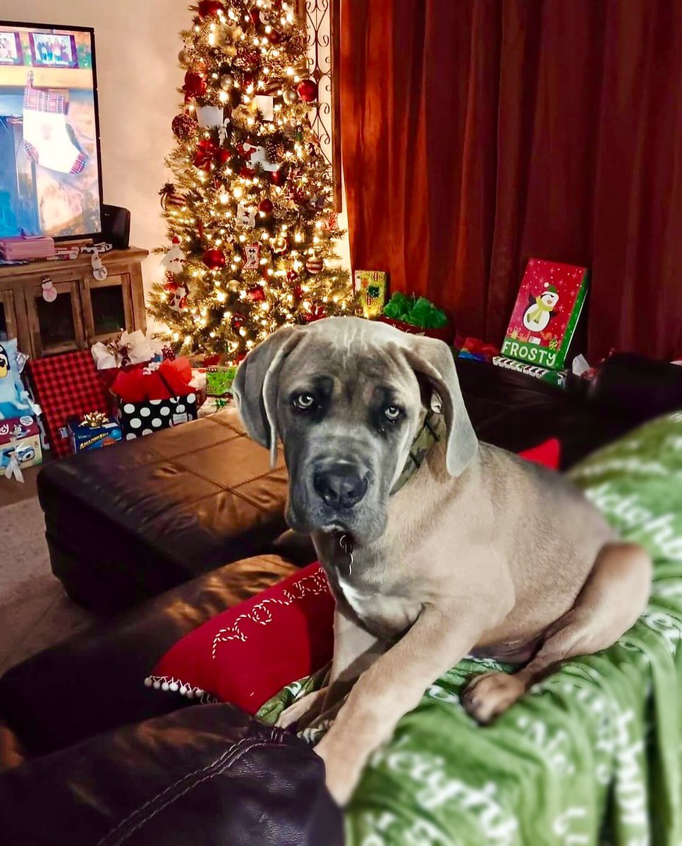 Coco3Barbara's tweet photo. Santa’s lil’ helper- Murphy ❤️🎄🎅🏻 https://t.co/prXFnSyLil