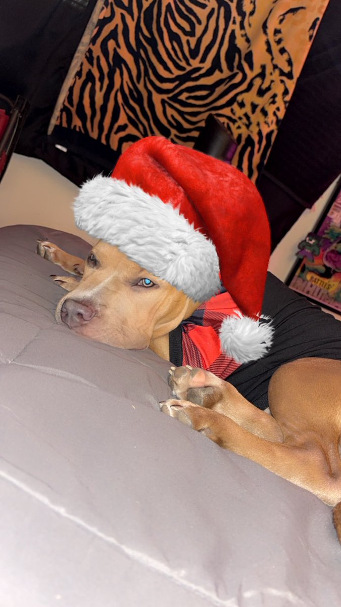 GreenEyeChick_'s tweet photo. Merry  Kissmiss From My lil family to yours🫶🏼🫶🏼 #AceThePittAmericanBully #NewestMemberOfTheBeaumontFamily #BlessedAndGrateful  #PrinceSergio #PrincessSavannah #Mom #Dad #Holiday #Family https://t.co/aQckjGfwXM