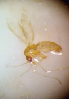 #sandfly <a href="/LeishmaniasisK/">Leishmaniasis_Kenya</a> <a href="/onleishmania/">Leishmaniasis</a>