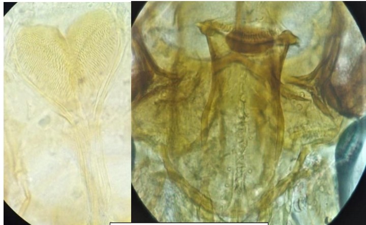 #sandfly #vector #iDENTIFICATION #taxonomy