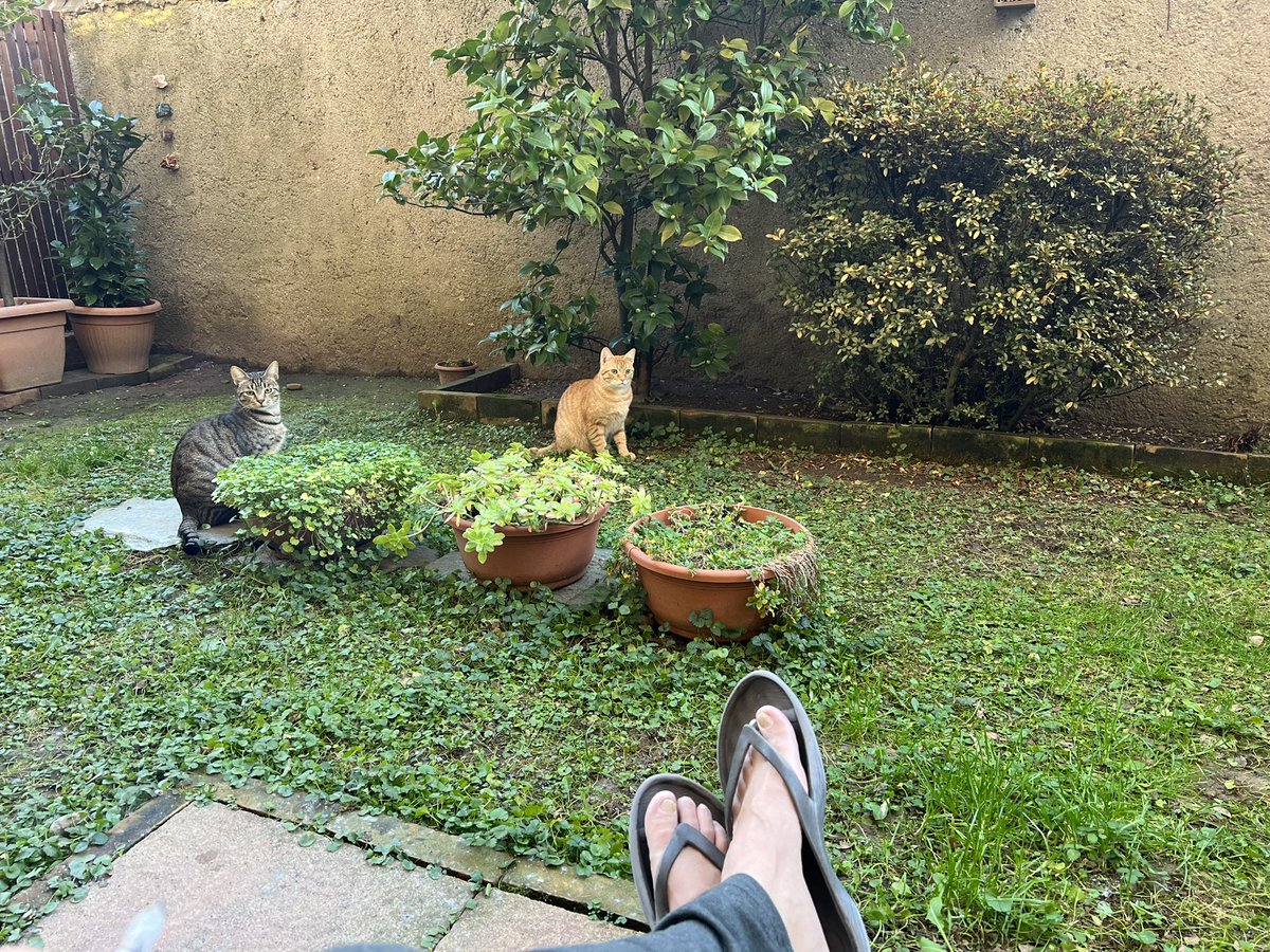 Mauro Toselli tweet media