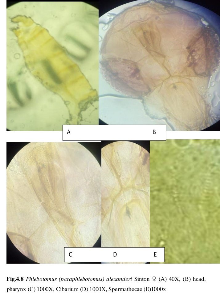 #sandfly #phlebotomine #iDENTIFICATION #taxonomy <a href="/bloodSparasites/">Bloodsucking Parasites</a> <a href="/insectweek/">Insect Week</a>