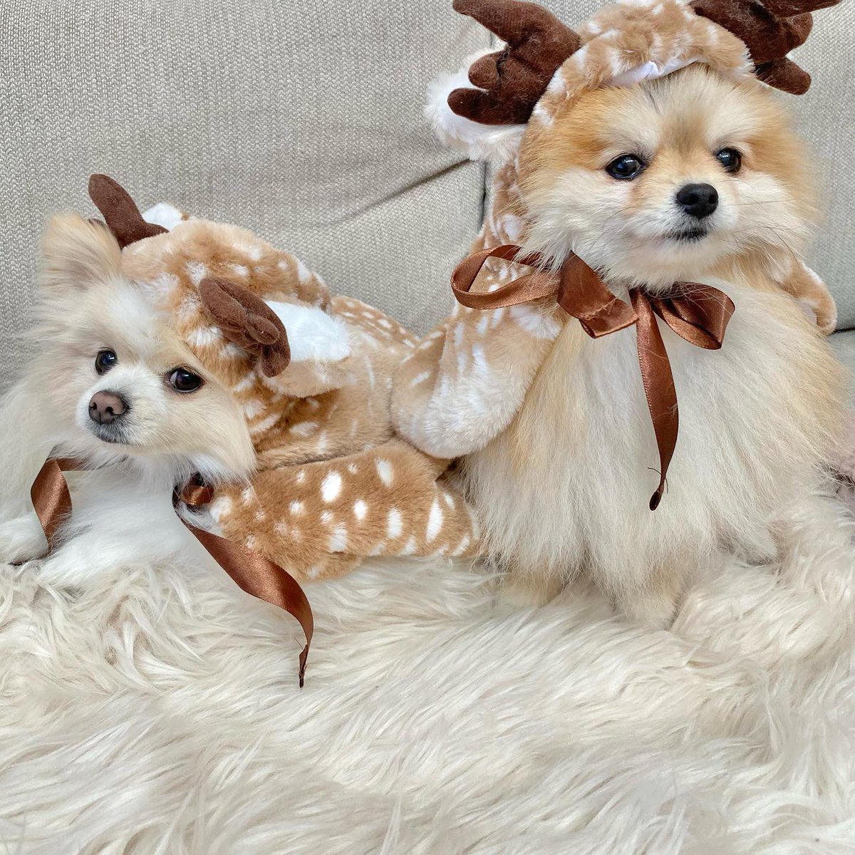 SHEIN_Japan's tweet photo. 素敵なクリスマスに
なりますように…🎄🎁💝
IG:ami._.maple.syrup
🔍商品番号:23614064(ケープマント)
https://t.co/rBSwiNPbCx
#SHEIN #SHEINjapan #SHEINforall #SHEIN購入品 #SHEIN購入品紹介 #petsin #ペッツイン #犬のいる暮らし #puppy #SHEINpetsupplies #ペット用品 #ペット服 #ペットクリスマス #クリスマスパーティー #クリスマス衣装 #クリスマスコスチューム #クリスマス雑貨