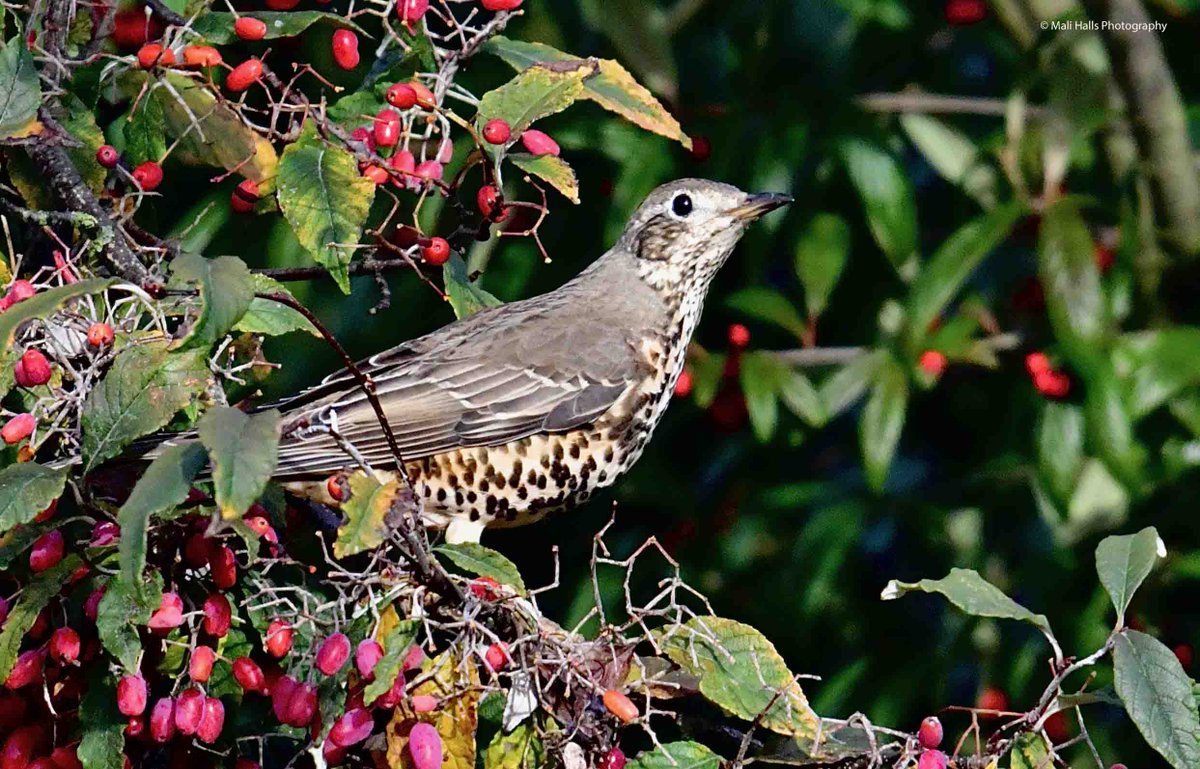 MaliHalls's tweet image. #Morning #Tweeps.

I hope your #day is #good...Its #overcast here on #Christmas #morning.

#BirdTwitter #Nature #Photography #wildlife #birds #TwitterNatureCommunity #birding #NaturePhotography #birdphotography #WildlifePhotography #Nikon