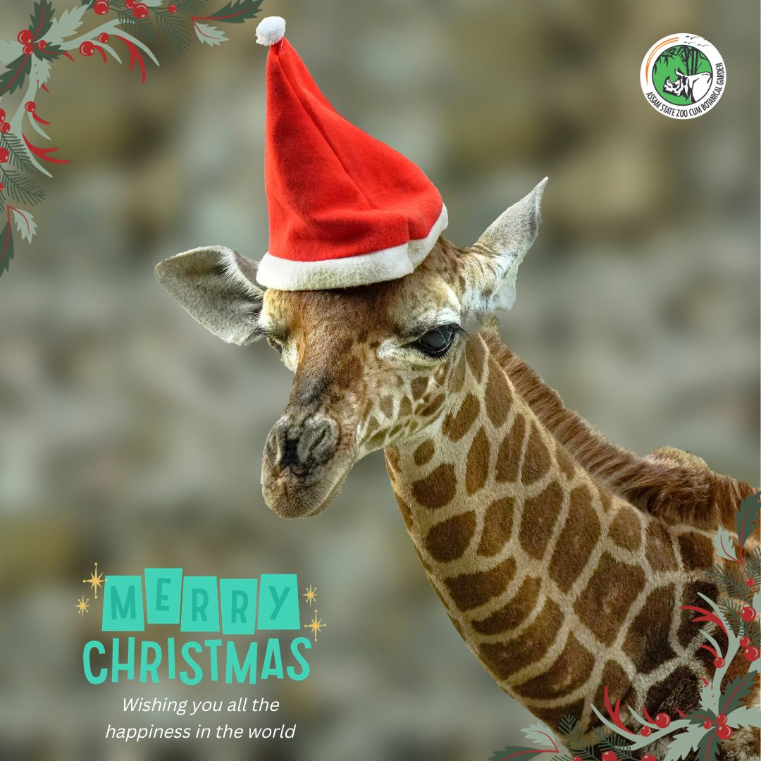 🎄✨ Season's Greetings from our little giraffe, Parijat! May your Christmas be filled with joy, laughter, and the warmth of festive moments. Happy Holidays! 🦒🎁🌟 @himantabiswa @cmpatowary @mkyadava @CZA_Delhi @assamforest