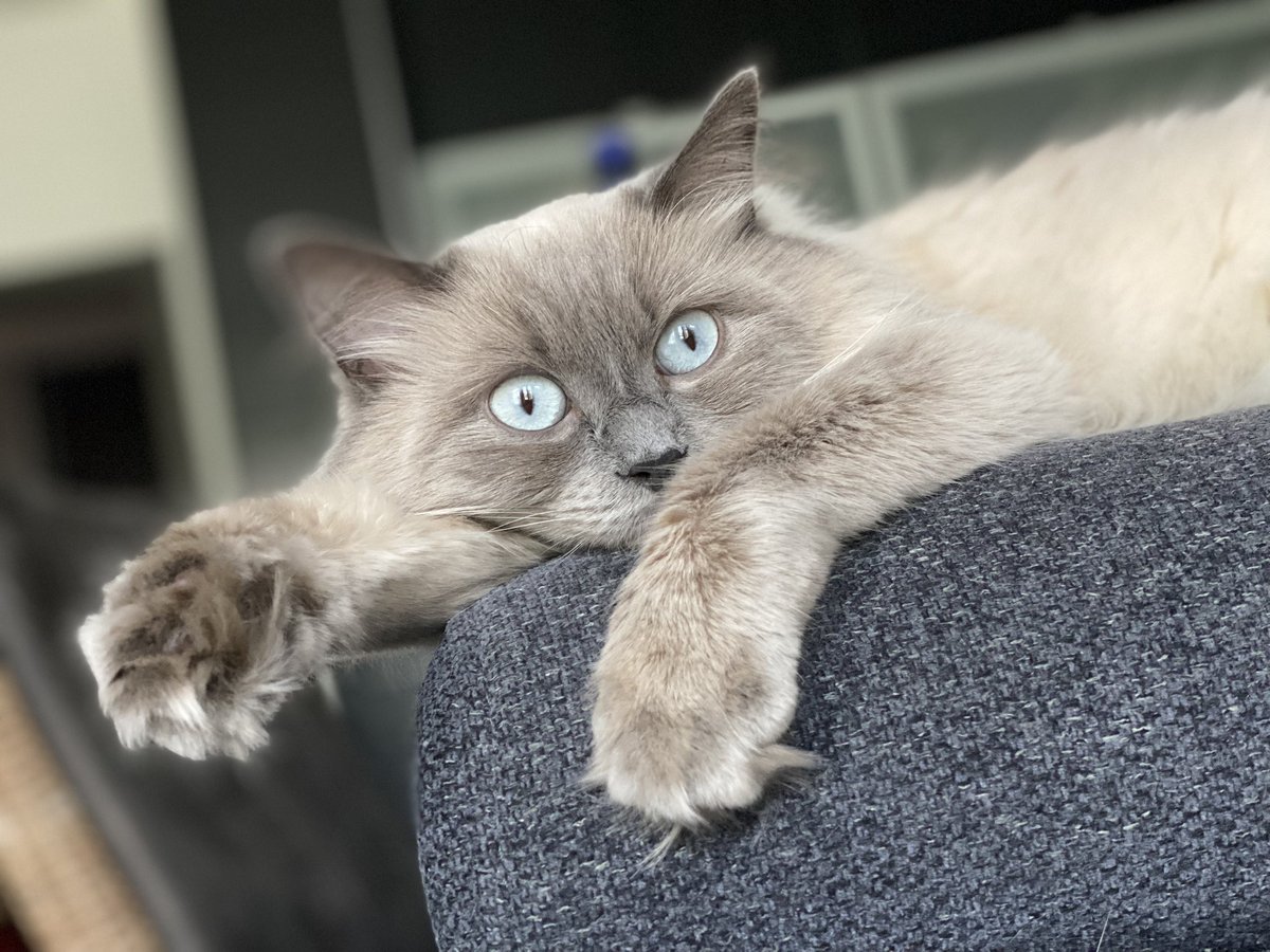 iPhone_iPad_'s tweet image. My Jupiter Cat- NIKITA @JupiterExchange @weremeow 
Jupiter is best project in crypto EVER! Love it.