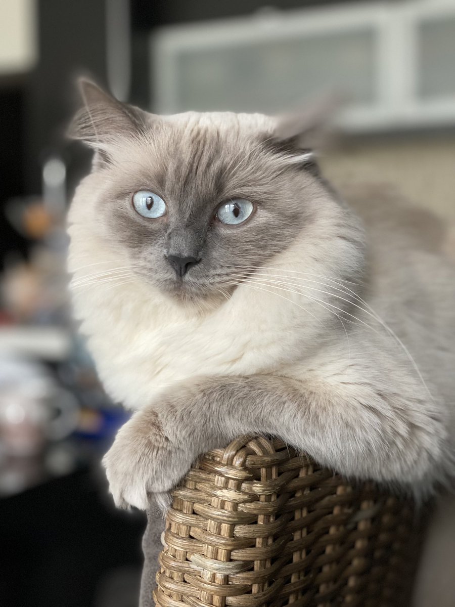 iPhone_iPad_'s tweet image. My Jupiter Cat- NIKITA @JupiterExchange @weremeow 
Jupiter is best project in crypto EVER! Love it.