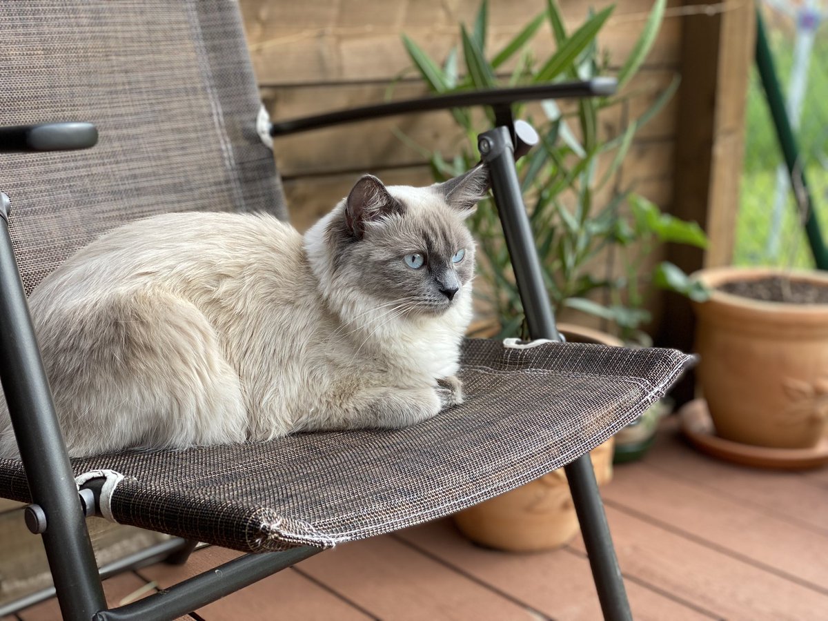 iPhone_iPad_'s tweet image. My Jupiter Cat- NIKITA @JupiterExchange @weremeow 
Jupiter is best project in crypto EVER! Love it.