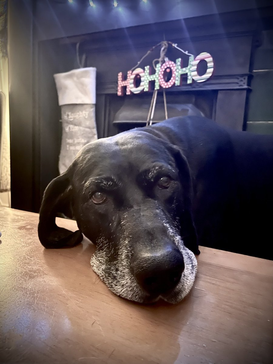 Merry Christmas from the Pointr Agency, we hope you’re having a wonderful day with friends and family where possible. 🐕🎄🎁

#merrychristmas #festivevibes #ChristmasCheers