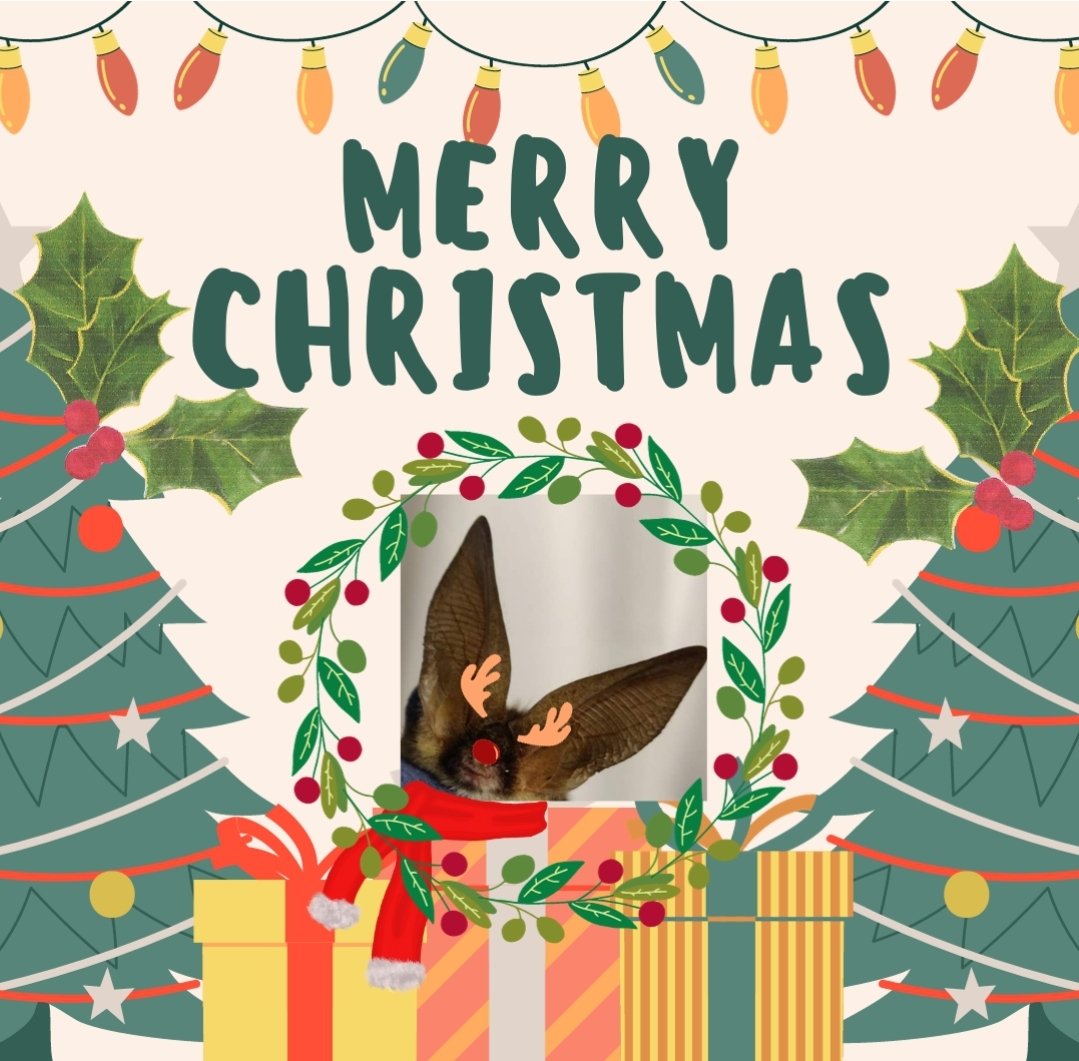 A very Merry Christmas from us &amp; the bats 🦇
#LoveBats #bats #MerryChristmas