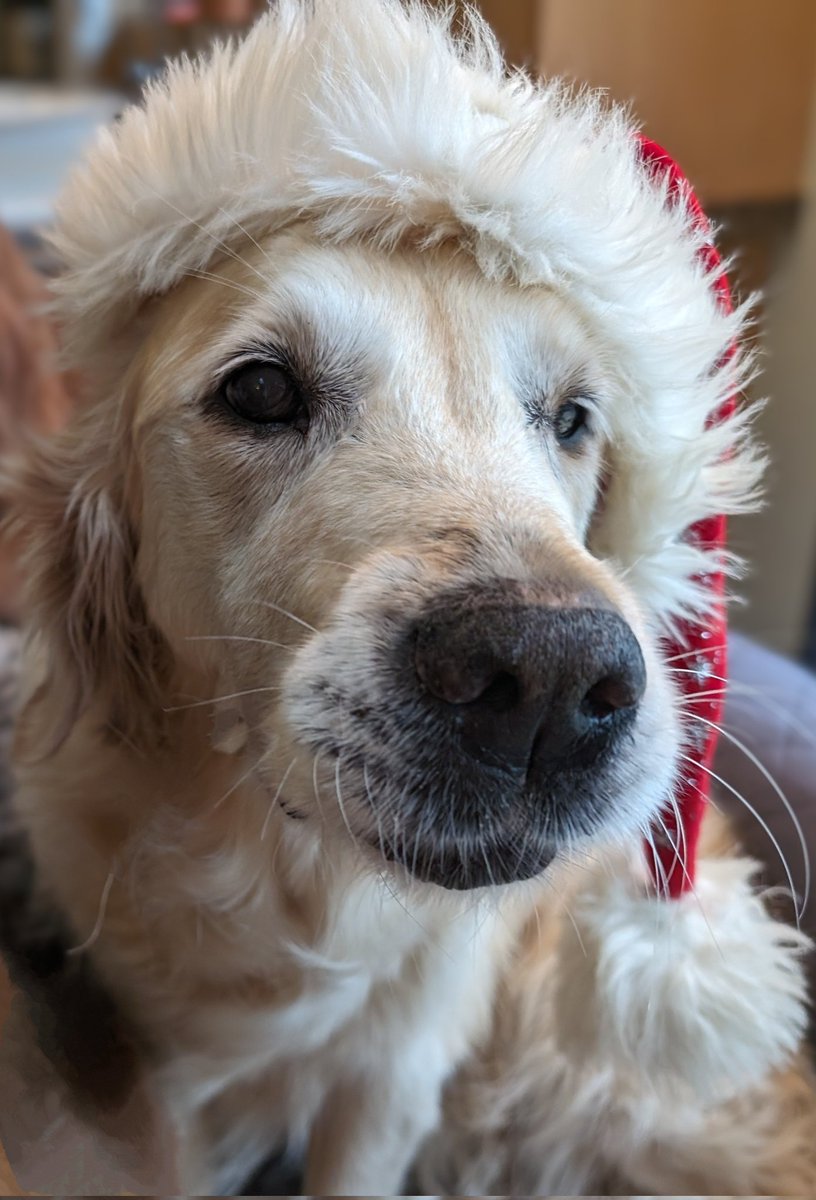 Merry Christmas 🥰 have a wonderful day 
🎄🦌🎅🕯️🎁

#MerryChristmas 
#dogcelebration 
#GoldenRetrievers