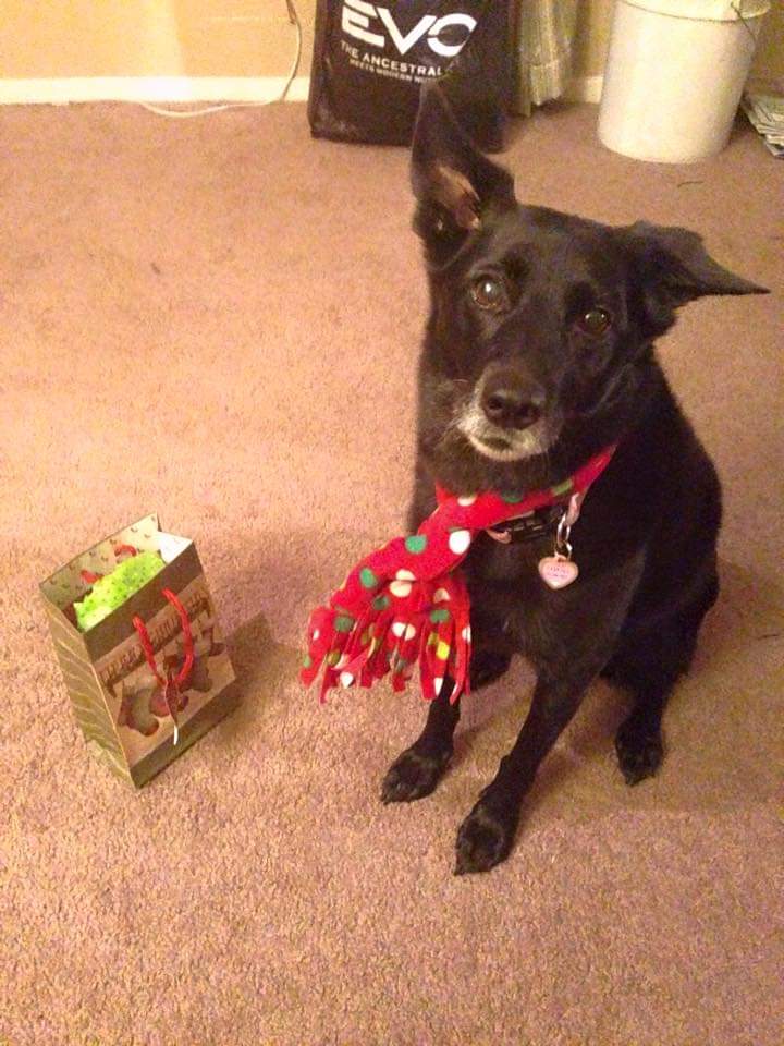 MichaelRizza's tweet photo. Merry Christmas up in Heaven Sabrina. I miss and love you so very much. 🌲🎅🐶❤️ #alldogsgotoheaven #bestfriend #dogsarefamily #family #unconditionallove #dogs ❤️ https://t.co/KBWX7fczKs