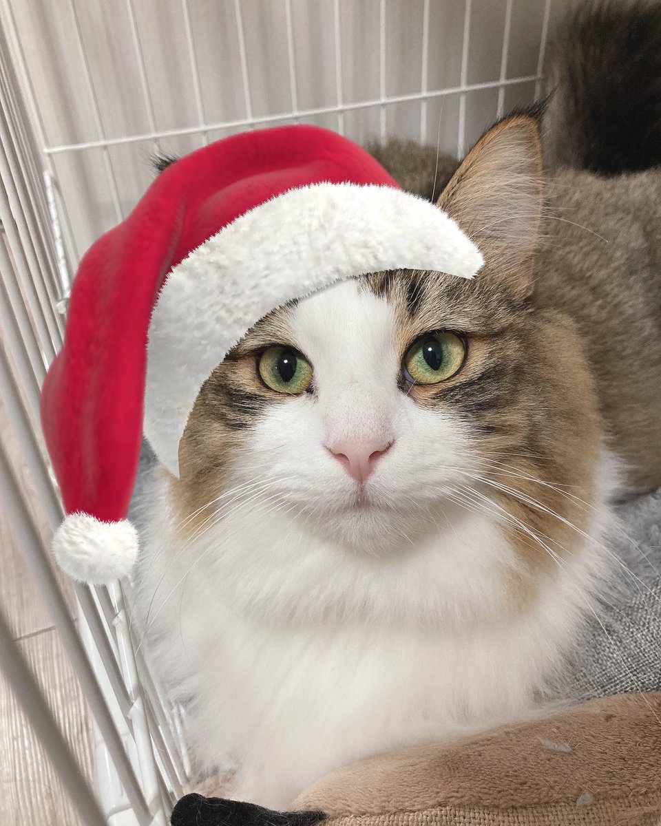 🛷𓂃꙳⋆ ᴍᴇʀʀʏ ᴄʜʀɪsᴛᴍᴀs 🦌﹆·🎅🏻

 #ペアリ関係なし
 #ノルウェージャンフォレストキャット
 #7kgあります
 #うちの子が宇宙一可愛い←