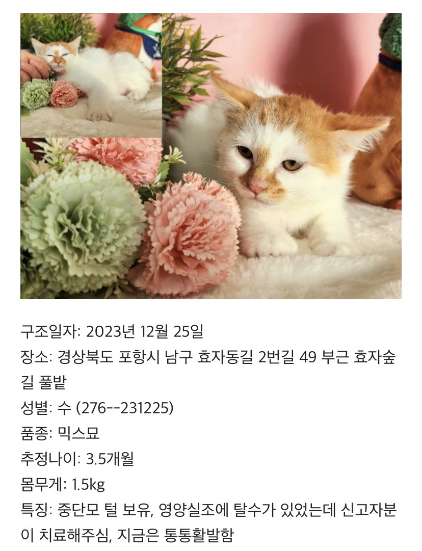 ruru_pee's tweet photo. 메리 크리스마스!

보호소에는 여전히 가족을 찾고 있는 아이들이 많습니다. 내년 크리스마스에는 모두 따뜻한 이불 속에서 포근한 아침을 맞이하면 좋겠어요.

즐거운 성탄절, 새해를 매년 함께할 반려를 눈여겨봐주세요!🐶🎄 https://t.co/CTAzedb098