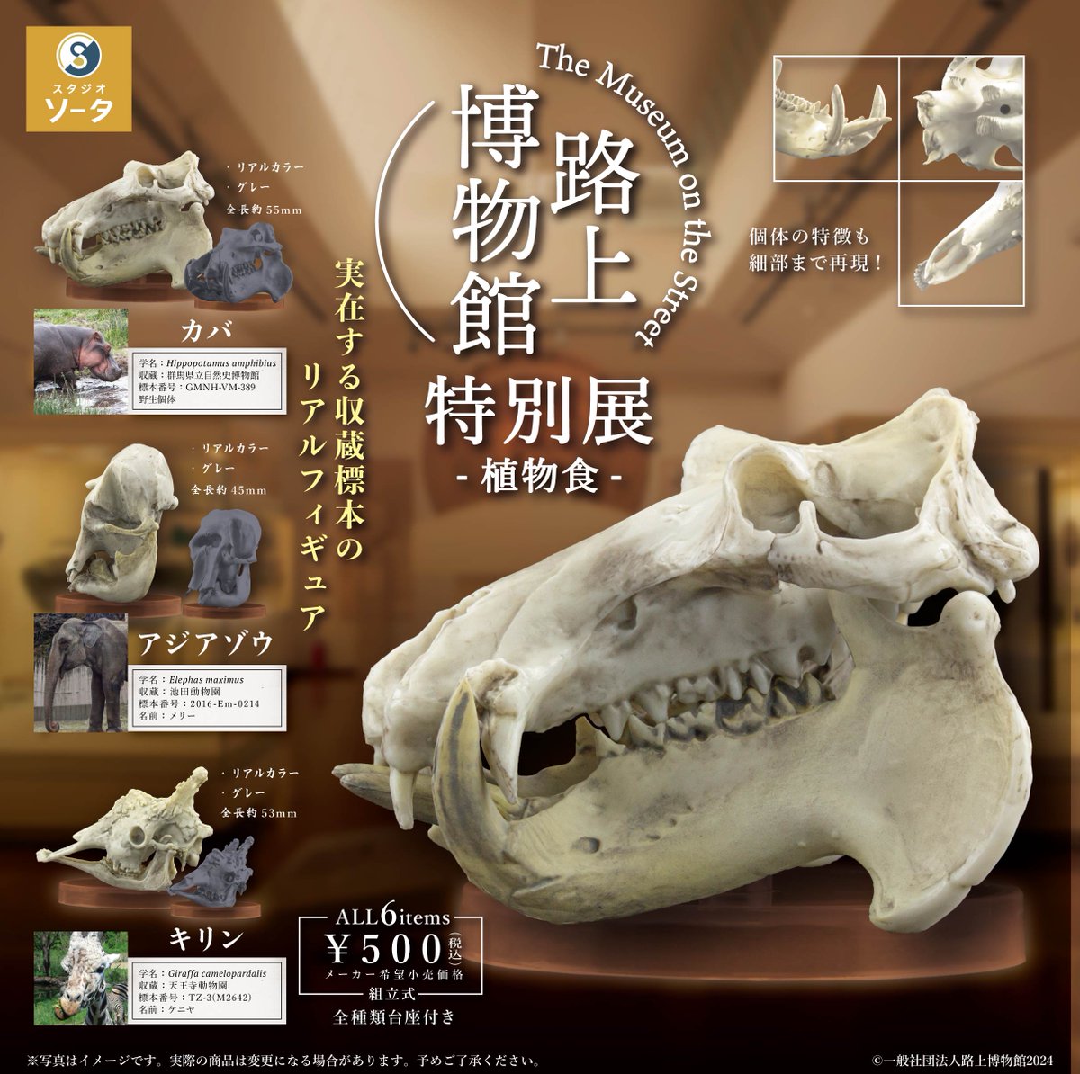 カバ・ゾウ・キリンの頭骨フィギュア、思わず衝動買いしてしまいました