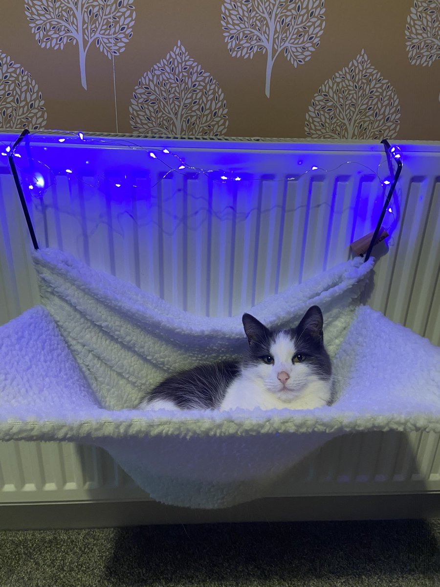 EvieFreddie's tweet image. Merry Christmas 🎅 

#cats #CatsofChristmas #CatsOfTwitter #Christmas