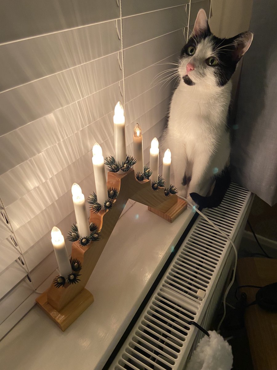 EvieFreddie's tweet image. Merry Christmas 🎅 

#cats #CatsofChristmas #CatsOfTwitter #Christmas