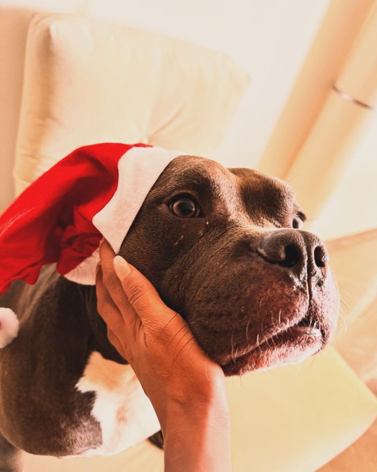 Merry Christmas to everyone 🎄❤️ https://t.co/olt2PCqEpX<a href="/tag/slayingit"class="tags"><span>#slayingit</span></a><a href="/tag/ownyourpower"class="tags"><span>#ownyourpower</span></a><a href="/tag/fierceandfabulous"class="tags"><span>#fierceandfabulous</span></a>