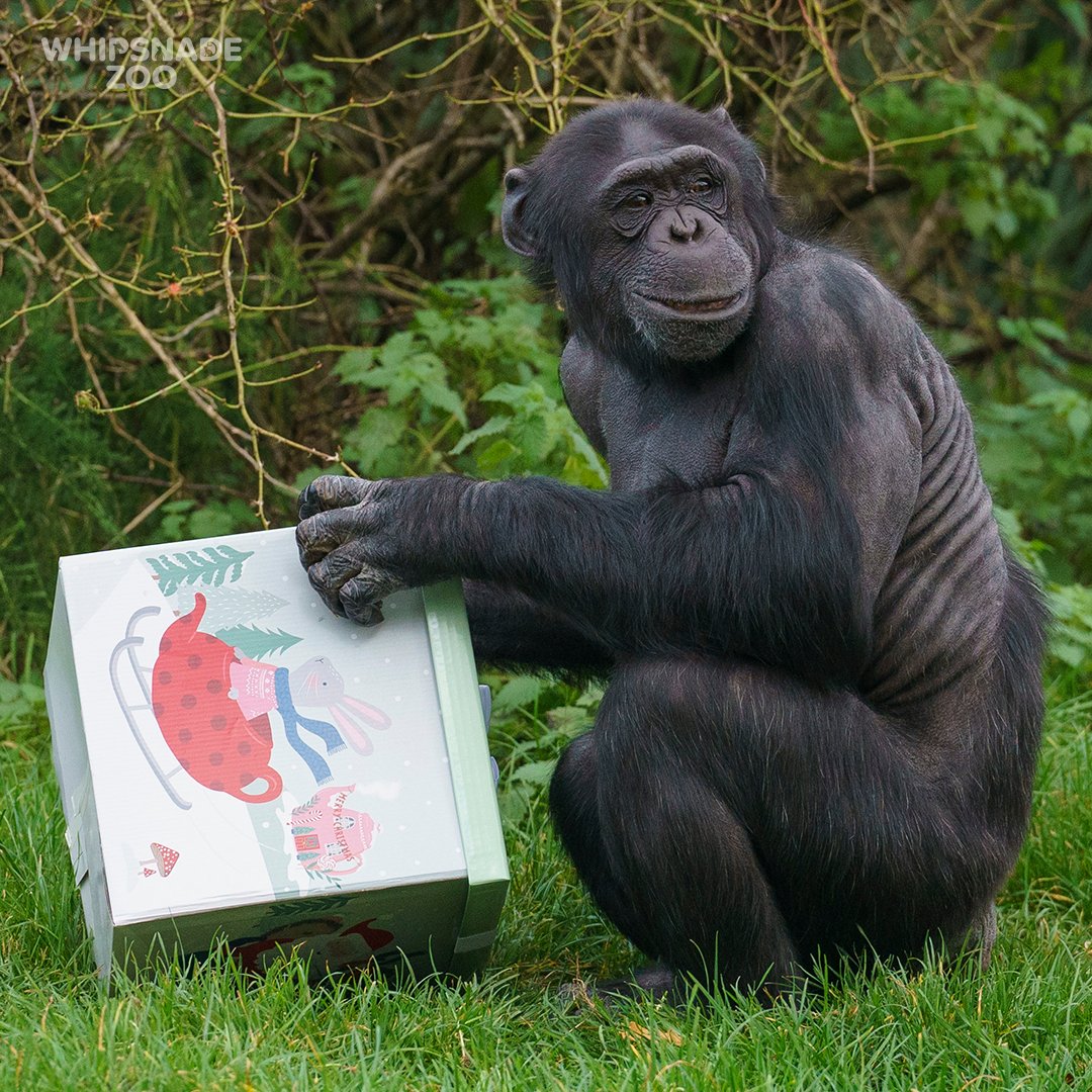 ZSLWhipsnadeZoo's tweet photo. ππ Merry Christmas! ππ The Zoo is closed, but we'll be back open tomorrow, #BoxingDay. We're the perfect place to visit to walk off the festive food! Thank you to our dedicated team who are working today to care for our animals.
#ConservationZoo #ChristmasDay #Christmas2023 https://t.co/4WsTkswPzR