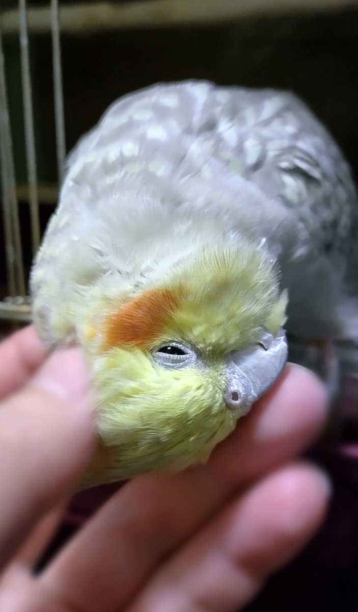 Tm_96963's tweet image. 気持ち良くてそのまま寝ちゃいそうな顔☺️👉🐦ｳｯﾄﾘ

#オカメインコ
#インコ
#うっとり