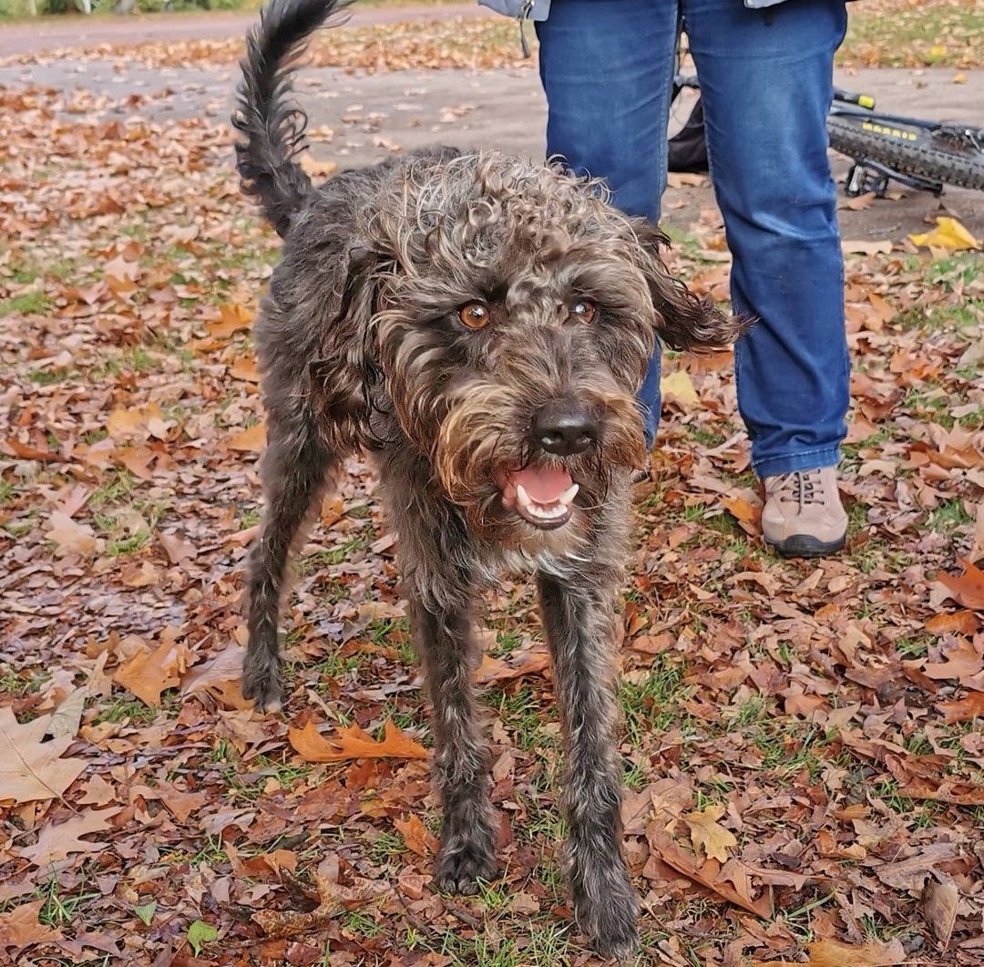 Dick King-Smith HQ tweet media