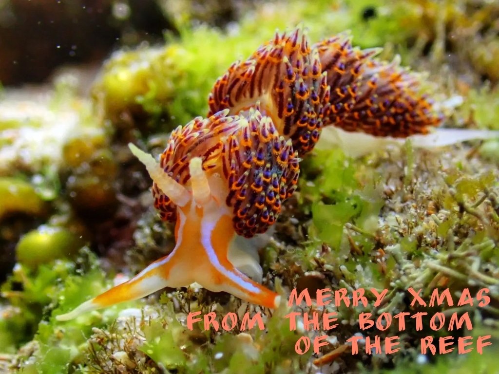 Santa's little helpers have been busy preparing the reef for a colourful celebration. The decorations are out, and the reef community have gathered to join the #StrandloperProject in wishing everyone a Merry Xmas and a spectacular New Year. #saveouroceans #fishforthefuture