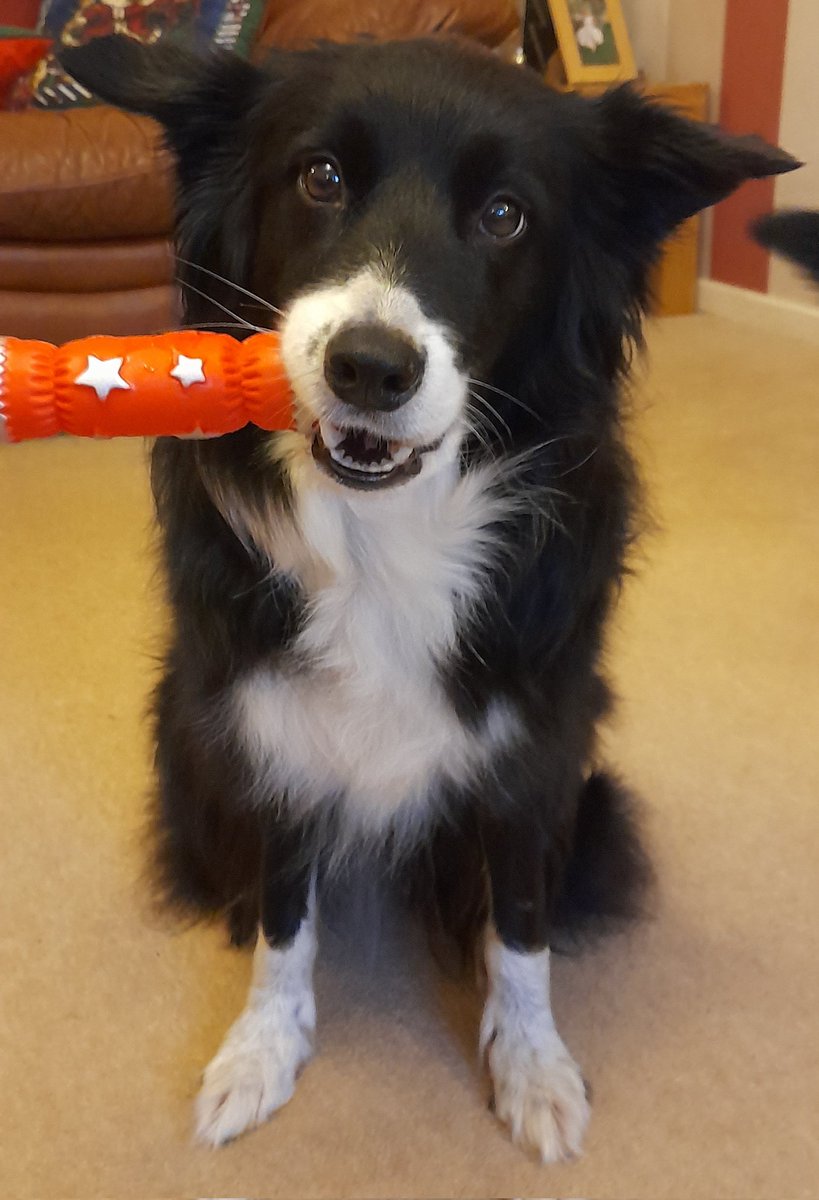 CollieDora's tweet image. Look what #SantaPaws brought me. Happy #Christmas everyone.