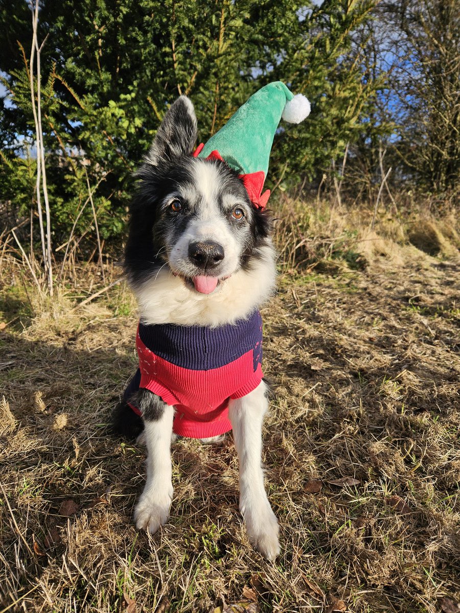 Merry Christmas everyone ❤️ I no I'm not on here much now but I try to see all your posts. Have a good one x