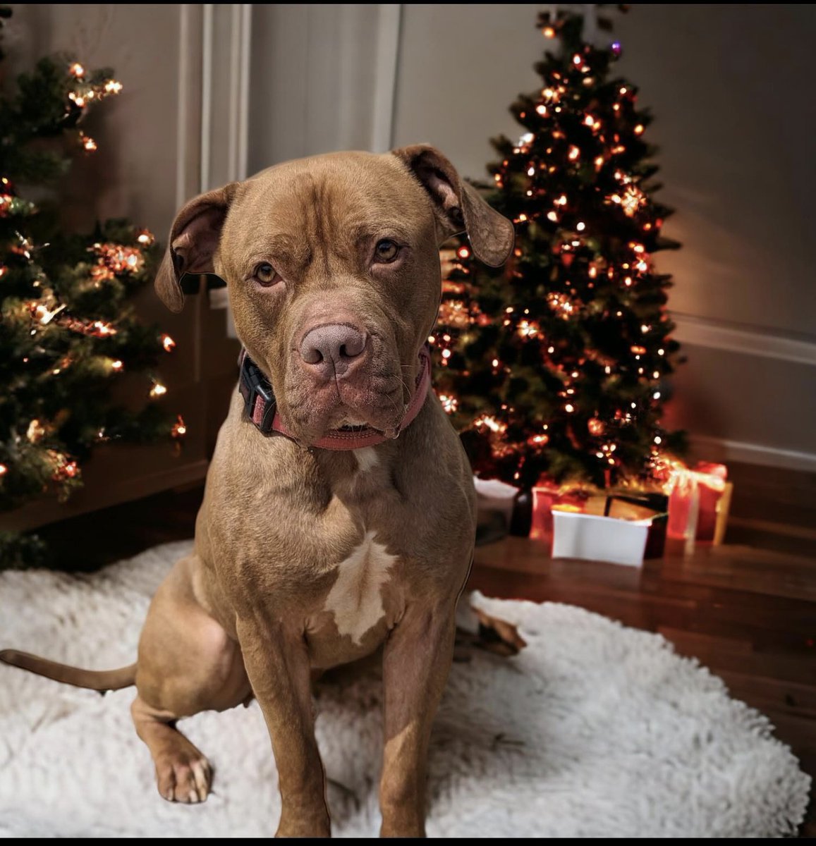 AdoptionsUk's tweet photo. Urgent, please retweet to help Dexter find a home before 31 DECEMBER #CARMARTHENSHIRE  #WALES  DETAILS or APPLY👇 https://t.co/bxJH2u6FiN  
Please give him a share so the right person sees this✅ 

#dogs #AdoptDontShop #XLBully #XLBullies #XLBullyBan @richardm56 @GMB @WalesOnline @RishiSunak @itvnews @BBCNews @lorraine @Clarebalding 
#Cardiff #Swansea #Brecon #Monmouthshire #Pembroke #Scotland #England #RescueDogs #ChristmasDay #Christmas