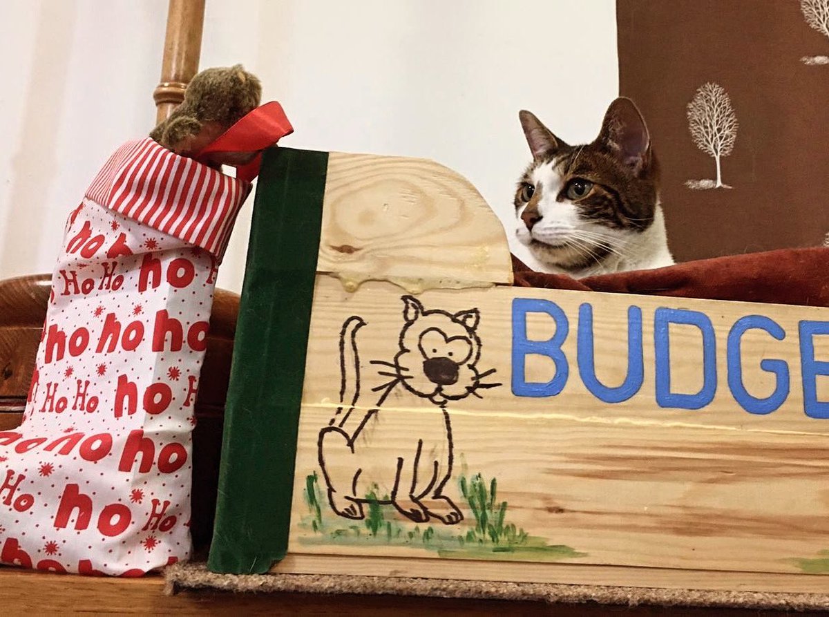 Father Christmas came to the Vestry! 
Happy Christmas everyone! 
#catsoftwitter #cathedralcats #christmascat