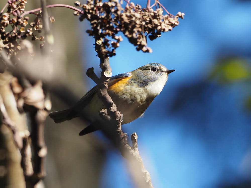 kake3's tweet image. ルリビタキ。