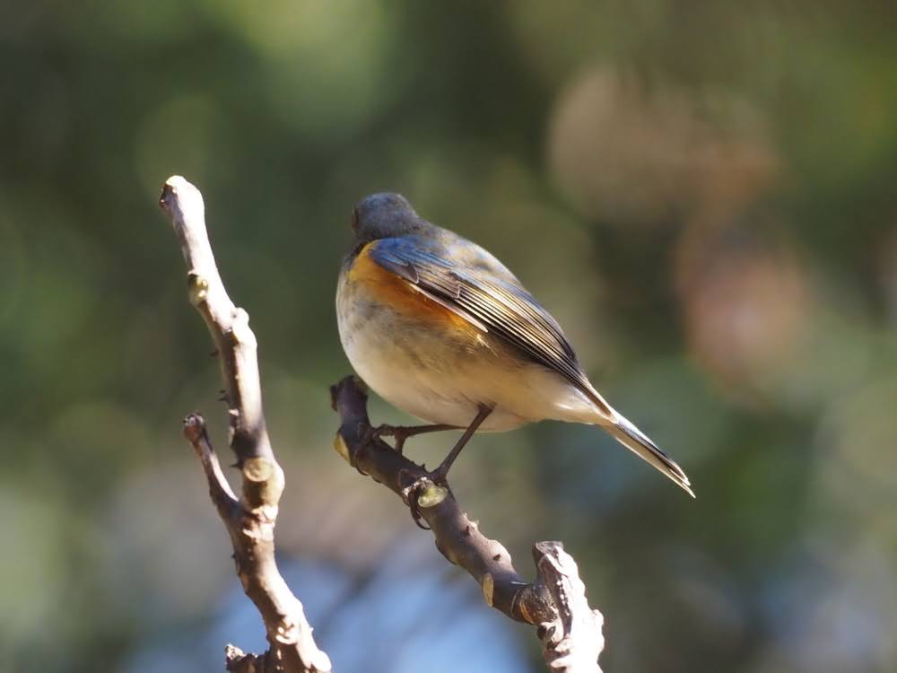 kake3's tweet image. ルリビタキ。